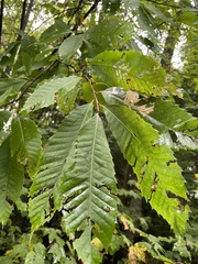 Castanea dentata