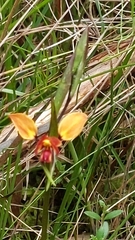 Diuris orientis