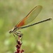 Caballito Escarlata Común - Photo (c) Brandt Magic, algunos derechos reservados (CC BY-NC), subido por Brandt Magic