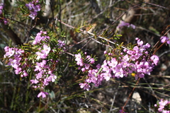 Boronia