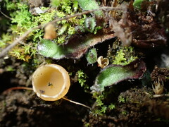 Mannia fragrans