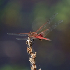 Tramea loewii