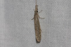Oecetis