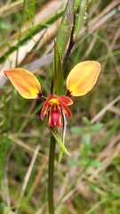 Diuris orientis