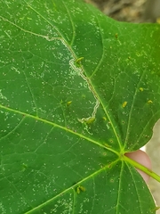 Vasates aceriscrumena