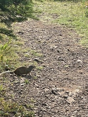 Poliocitellus franklinii