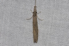 Oecetis