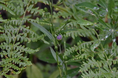 Symphyotrichum ciliolatum