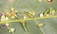 Caryomyia inclinata