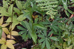 Symphyotrichum ciliolatum