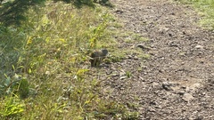 Poliocitellus franklinii