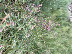 Salicornia pacifica