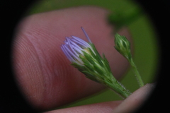 Symphyotrichum ciliolatum
