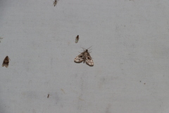 Parapoynx obscuralis