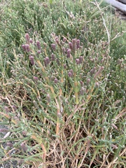 Salicornia pacifica