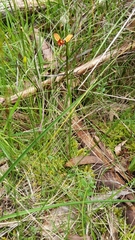 Diuris orientis