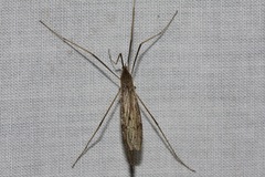 Conosia irrorata