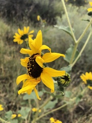 Helianthus annuus