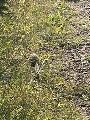 Poliocitellus franklinii