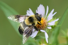 Eristalis flavipes