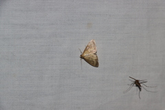 Crocidophora tuberculalis