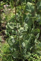 Roldana sessilifolia