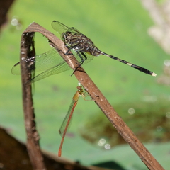 Orthetrum serapia