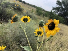 Helianthus annuus
