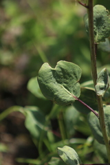 Roldana sessilifolia