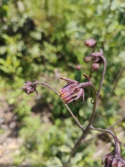 Roldana sessilifolia