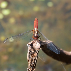 Rhodothemis lieftincki