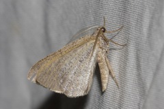 Isturgia penthearia