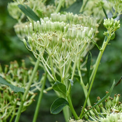 Arnoglossum atriplicifolium