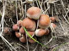 Hypholoma