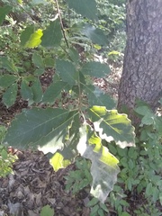 Quercus muehlenbergii