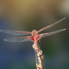Tramea loewii