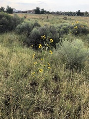 Helianthus annuus