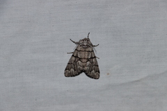 Panthea furcilla