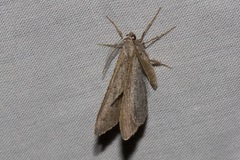 Isturgia penthearia