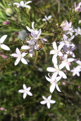 Philotheca reichenbachii