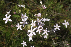 Philotheca reichenbachii