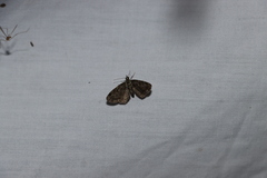 Pasiphila rectangulata