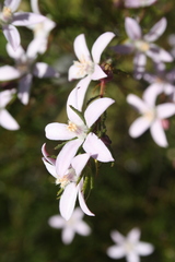Philotheca reichenbachii
