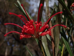 Grevillea oleoides