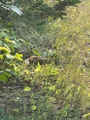 Poliocitellus franklinii