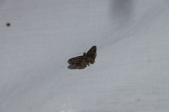 Pasiphila rectangulata