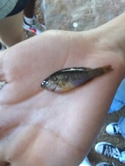 Lepomis cyanellus