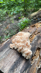 Hericium