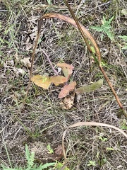 Asclepias amplexicaulis