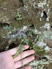 Asplenium pinnatifidum